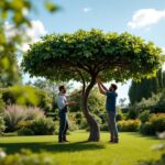 Comment tailler un mûrier platane en parasol efficacement