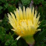 Comment organiser son jardin par zones thématiques pour un résultat professionnel